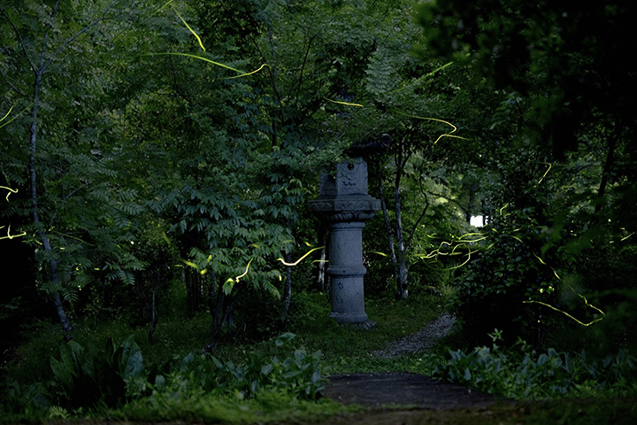 綾部の料亭 ゆう月の庭園のホタル